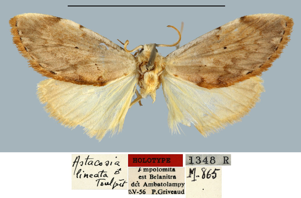 /filer/webapps/moths/media/images/L/lineata_Astacosia_HT_MNHN.jpg