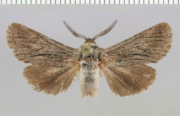 /filer/webapps/moths/media/images/L/lineata_Brachylia_PT_ZMHB.jpg