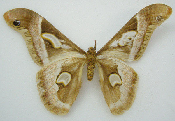 /filer/webapps/moths/media/images/L/lineata_Drepanoptera_HT_NHMUKb.jpg