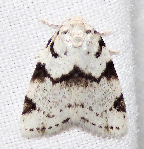 /filer/webapps/moths/media/images/L/lineata_Eurosia_A_Braun_05.jpg