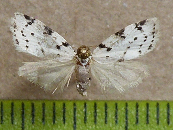 /filer/webapps/moths/media/images/L/lineata_Eurosia_A_Butler_1BjWCxq.jpg