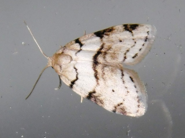 /filer/webapps/moths/media/images/L/lineata_Eurosia_A_Grobler.jpg