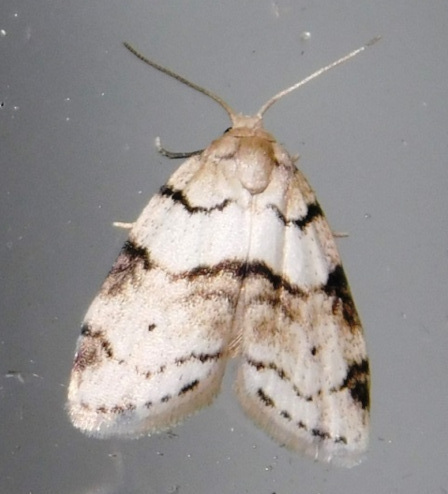 /filer/webapps/moths/media/images/L/lineata_Eurosia_A_Grobler_ttEEare.jpg