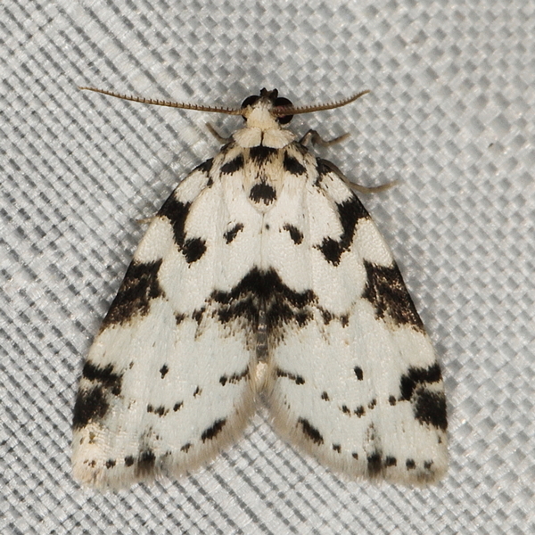 /filer/webapps/moths/media/images/L/lineata_Eurosia_A_Heyns_01.JPG