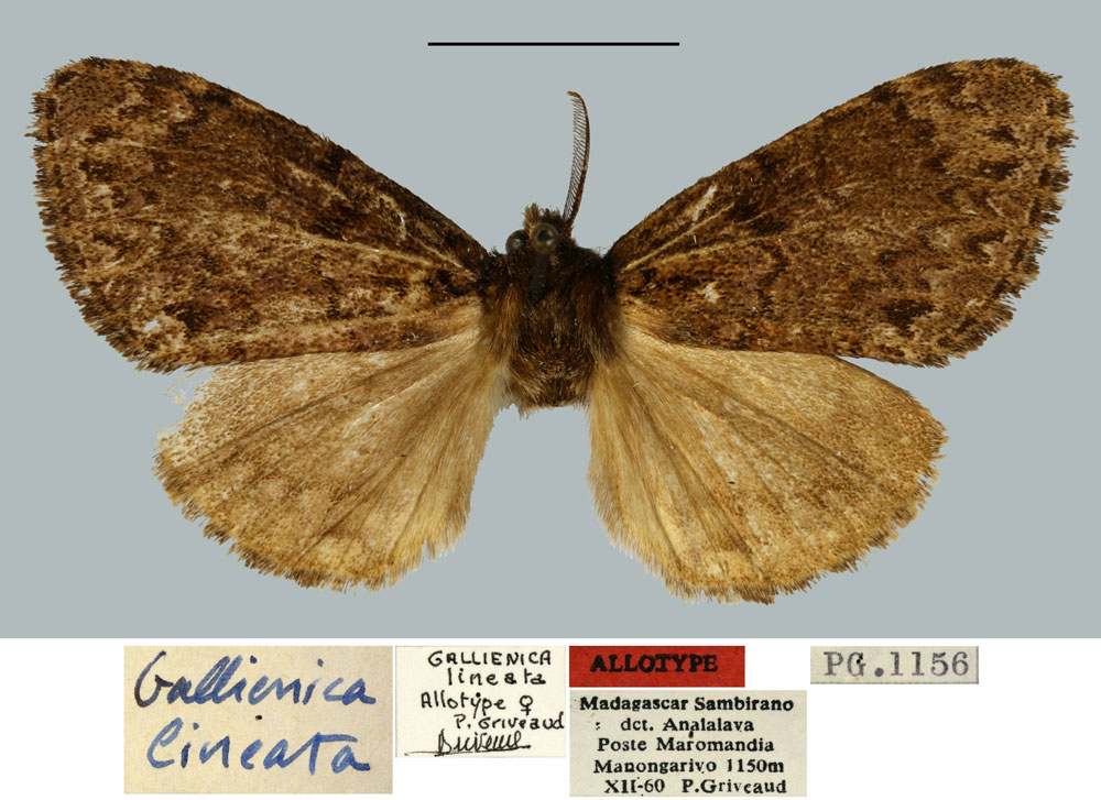 /filer/webapps/moths/media/images/L/lineata_Gallienica_AT_MNHN.jpg