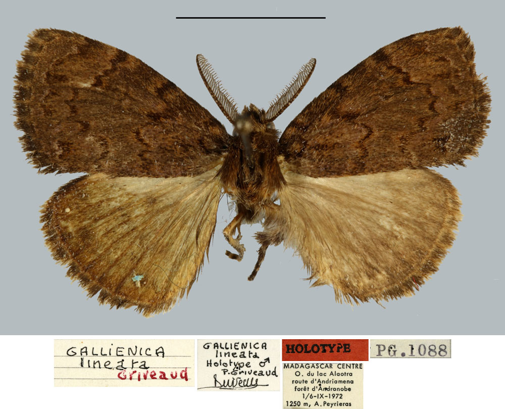 /filer/webapps/moths/media/images/L/lineata_Gallienica_HT_MNHN.jpg