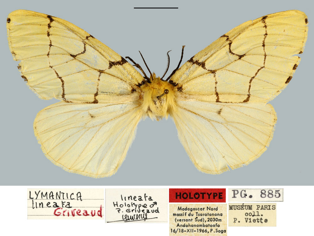 /filer/webapps/moths/media/images/L/lineata_Lymantica_HT_MNHN.jpg