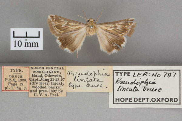 /filer/webapps/moths/media/images/L/lineata_Pseudophia_HT_OUMNH_01.jpg