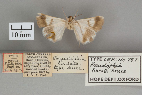 /filer/webapps/moths/media/images/L/lineata_Pseudophia_HT_OUMNH_02.jpg