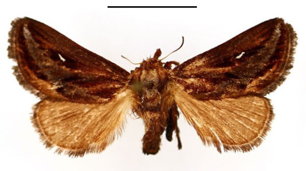 /filer/webapps/moths/media/images/L/lineata_Semyrilla_AF_BMNH.jpg