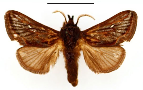 /filer/webapps/moths/media/images/L/lineata_Semyrilla_AM_BMNH.jpg
