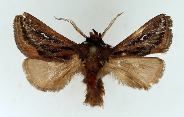 /filer/webapps/moths/media/images/L/lineata_Semyrilla_AM_TMSA_01.jpg