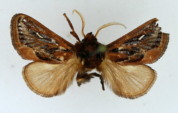 /filer/webapps/moths/media/images/L/lineata_Semyrilla_AM_TMSA_02.jpg