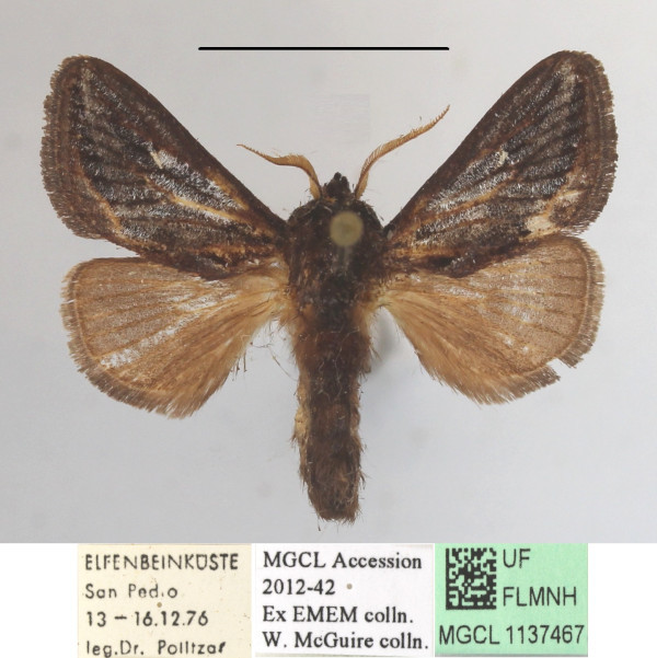/filer/webapps/moths/media/images/L/lineata_Semyrilla_A_MGCLa_01.JPG