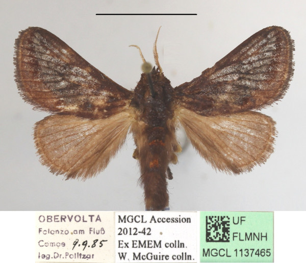 /filer/webapps/moths/media/images/L/lineata_Semyrilla_A_MGCLa_02.JPG