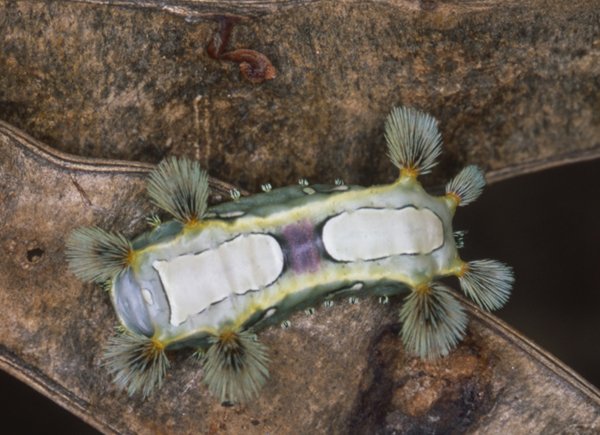 /filer/webapps/moths/media/images/L/lineata_Semyrilla_C_Roland_01.jpg