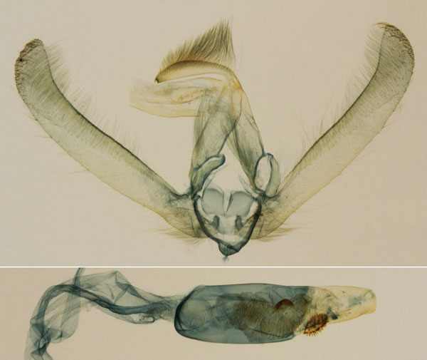 /filer/webapps/moths/media/images/L/lineata_Timora_GMLT_MNHN_4682.jpg