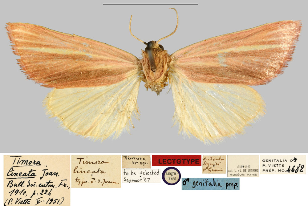 /filer/webapps/moths/media/images/L/lineata_Timora_LT_MNHNa.jpg