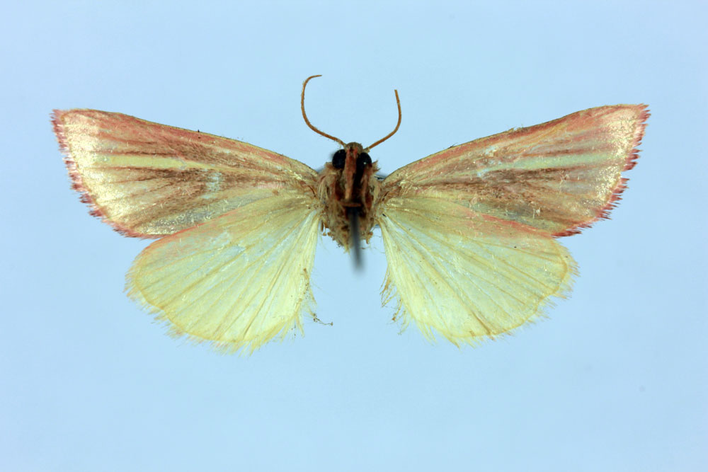 /filer/webapps/moths/media/images/L/lineata_Timora_LT_MNHNb.jpg