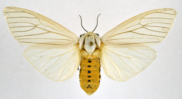 /filer/webapps/moths/media/images/L/lineata_Ustjuzhania_AF_NHMO.jpg