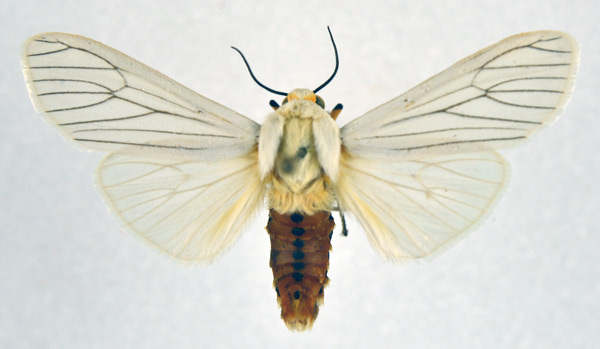 /filer/webapps/moths/media/images/L/lineata_Ustjuzhania_AM_NHMO.jpg