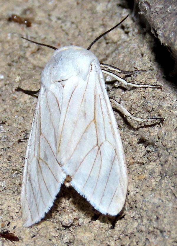 /filer/webapps/moths/media/images/L/lineata_Ustjuzhania_A_Braun_06.jpg