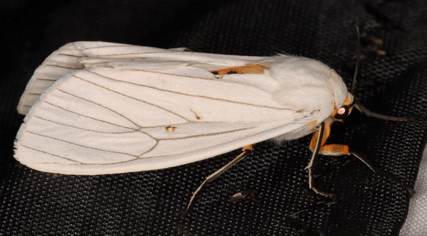 /filer/webapps/moths/media/images/L/lineata_Ustjuzhania_A_Heyns_01.jpg