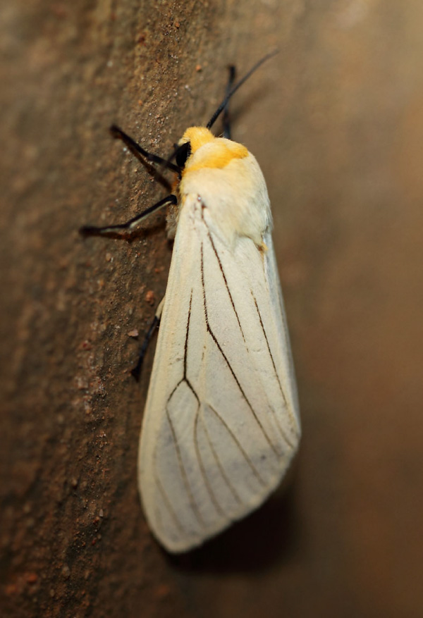 /filer/webapps/moths/media/images/L/lineata_Ustjuzhania_A_Voaden.jpg
