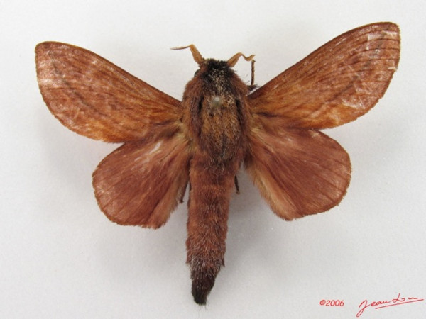 /filer/webapps/moths/media/images/L/lineatum_Cheligium_A_Alberta_01.jpg