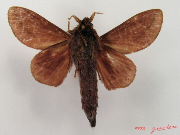 /filer/webapps/moths/media/images/L/lineatum_Cheligium_A_Albertb_01.jpg