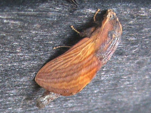 /filer/webapps/moths/media/images/L/lineatum_Cheligium_A_Guyonnet_01.jpg