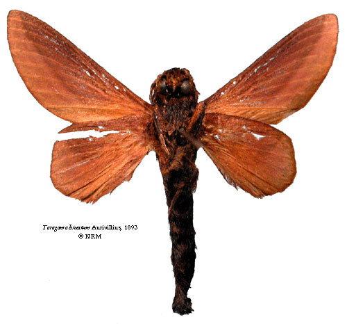 /filer/webapps/moths/media/images/L/lineatum_Taragama_LTM_SNHMb.jpg