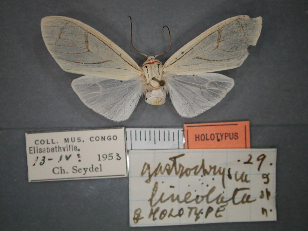 /filer/webapps/moths/media/images/L/lineolata_Amerila_HT_RMCA_01C.jpg