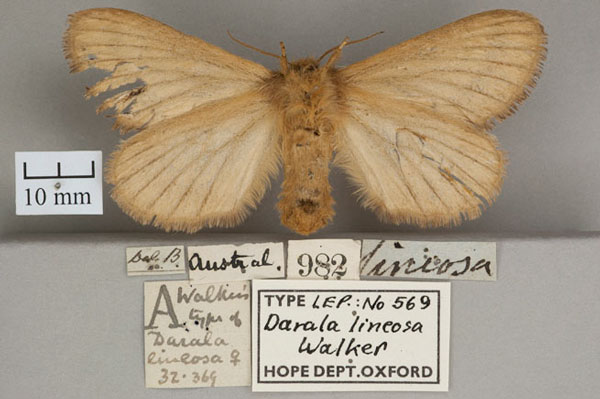 /filer/webapps/moths/media/images/L/lineosa_Darala_HT_OUMNH_02.jpg