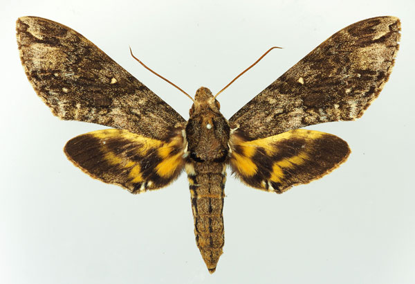 /filer/webapps/moths/media/images/L/lingens_Panogena_AF_Basquin.jpg