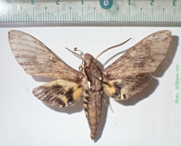 /filer/webapps/moths/media/images/L/lingens_Panogena_A_Bippus.jpg