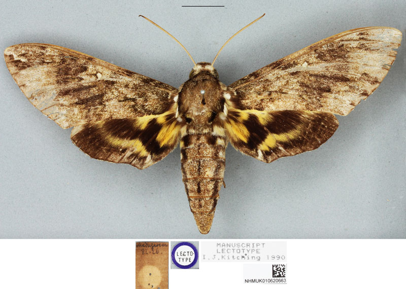 /filer/webapps/moths/media/images/L/lingens_Panogena_HT_BMNH.jpg