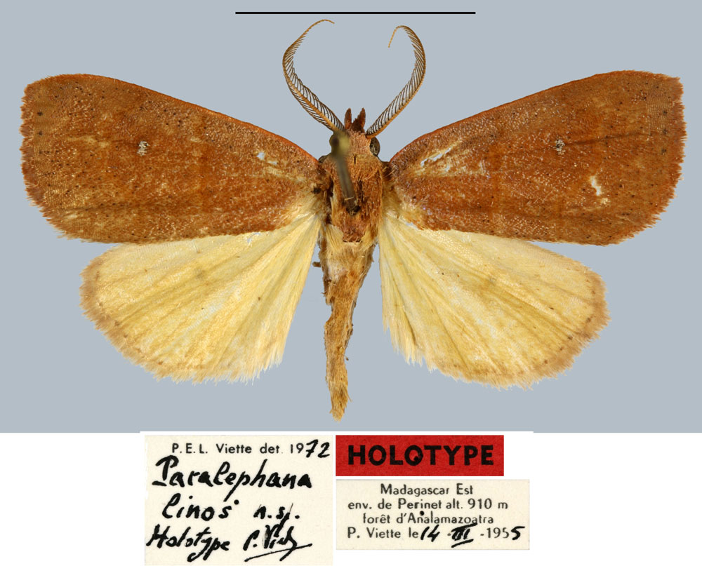 /filer/webapps/moths/media/images/L/linos_Paralephana_HT_MNHN.jpg