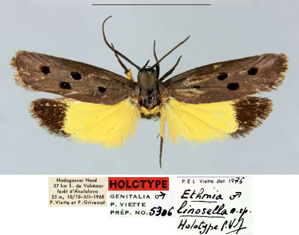 /filer/webapps/moths/media/images/L/linosella_Ethmia_HT_MNHN_Z1ra7CB.jpg