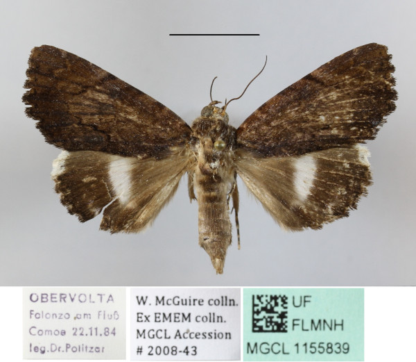 /filer/webapps/moths/media/images/L/linteola_Catephia_A_MGCLa_01.JPG