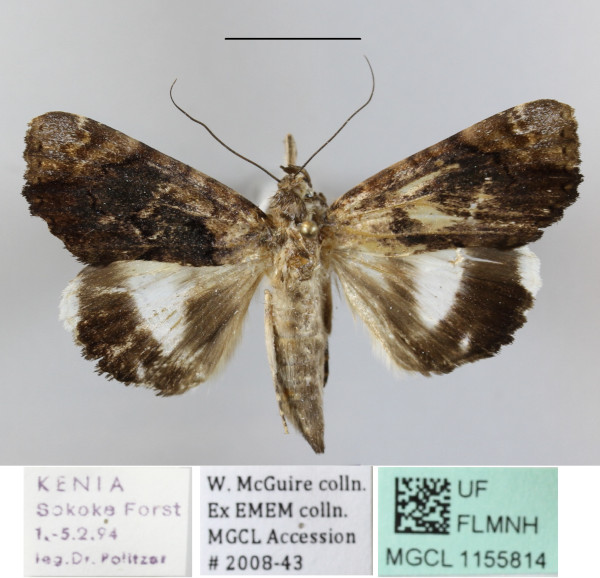 /filer/webapps/moths/media/images/L/linteola_Catephia_A_MGCLa_02.JPG