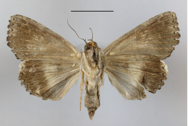 /filer/webapps/moths/media/images/L/linteola_Catephia_A_MGCLb_01.JPG