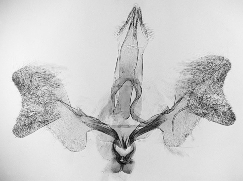 /filer/webapps/moths/media/images/L/liophanes_Marasmarcha_GMLT_BMNH_8809.jpg