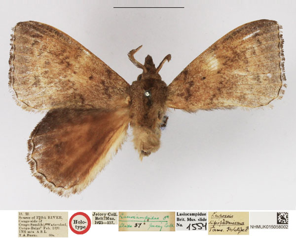 /filer/webapps/moths/media/images/L/lipophemisma_Leipoxais_HT_NHMUK.jpg