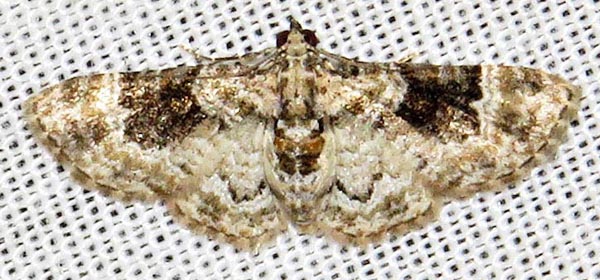 /filer/webapps/moths/media/images/L/lita_Pasiphila_A_Braun_04.jpg