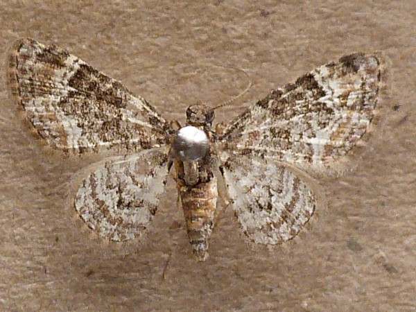 /filer/webapps/moths/media/images/L/lita_Pasiphila_A_Butler.jpeg