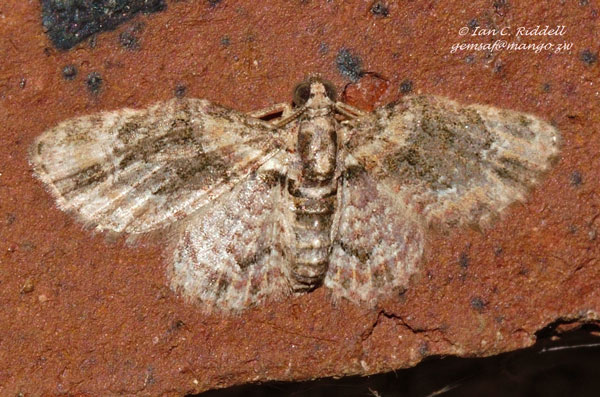 /filer/webapps/moths/media/images/L/lita_Pasiphila_A_Riddell_02.jpg