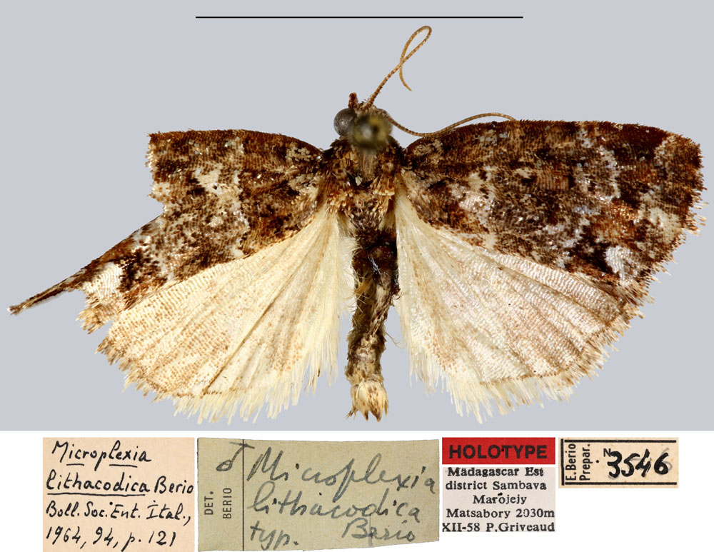 /filer/webapps/moths/media/images/L/lithacodica_Microplexia_HT_MNHN.jpg