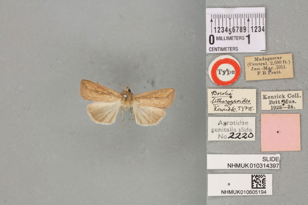 /filer/webapps/moths/media/images/L/lithargyroides_Borolia_HT_BMNHa.jpg