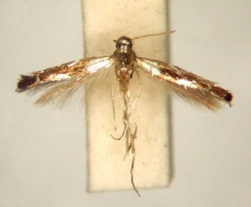 /filer/webapps/moths/media/images/L/lithochrysa_Polysoma_MT_TMSA5960.jpg